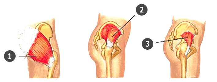 Рисунок ягодичных мышц и спины thumbnail