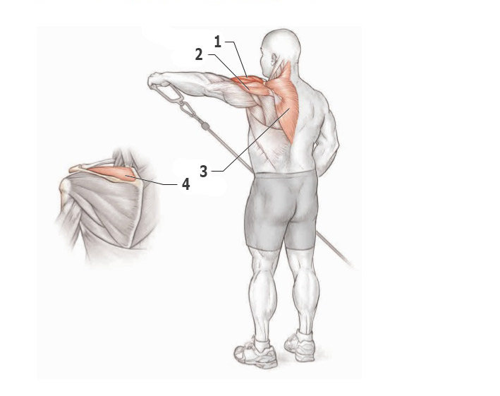 Упражнение на дельтовидные мышцы гантелями в домашних условиях thumbnail