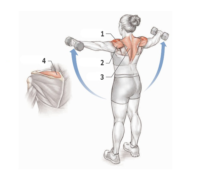 Дельтовидная мышца плеча тренировка thumbnail