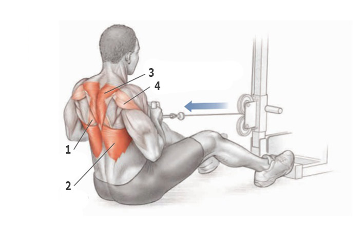 Упражнения для тренировки широчайших мышц спины thumbnail