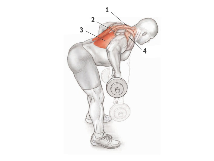 Самое лучшее упражнение для мышц спины thumbnail
