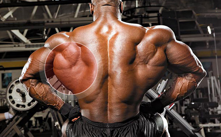 Основные мышцы человека для тренировок thumbnail