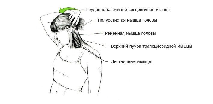 Растягиваем мышцы разгибающие шею и поворачивающие голову