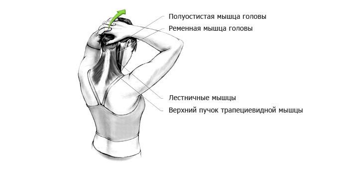 Растягиваем мышцы разгибающие шею