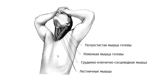 Растягиваем мышцы, сгибающие шею