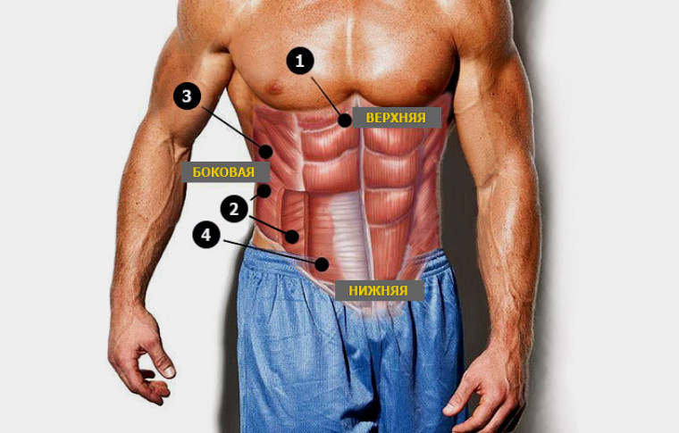 Анатомия мышц пресса