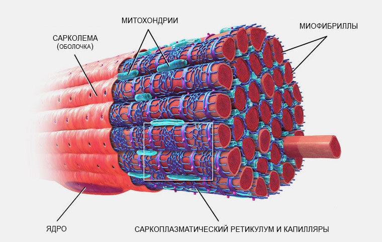 Мышечное чувство схема