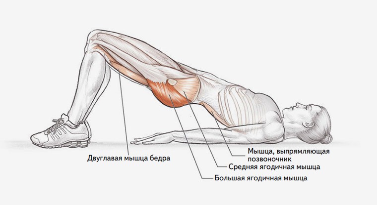 Анатомия упражнения мостик на плечах