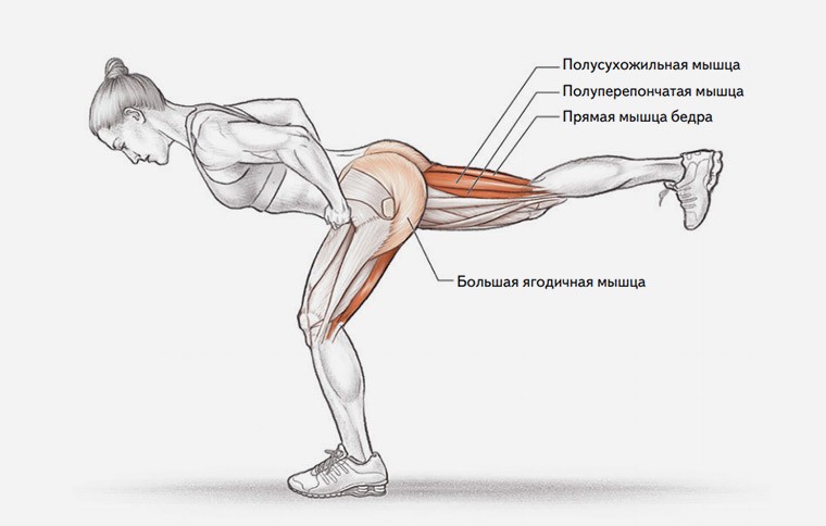 Анатомия упражнения наклоны на одной ноге