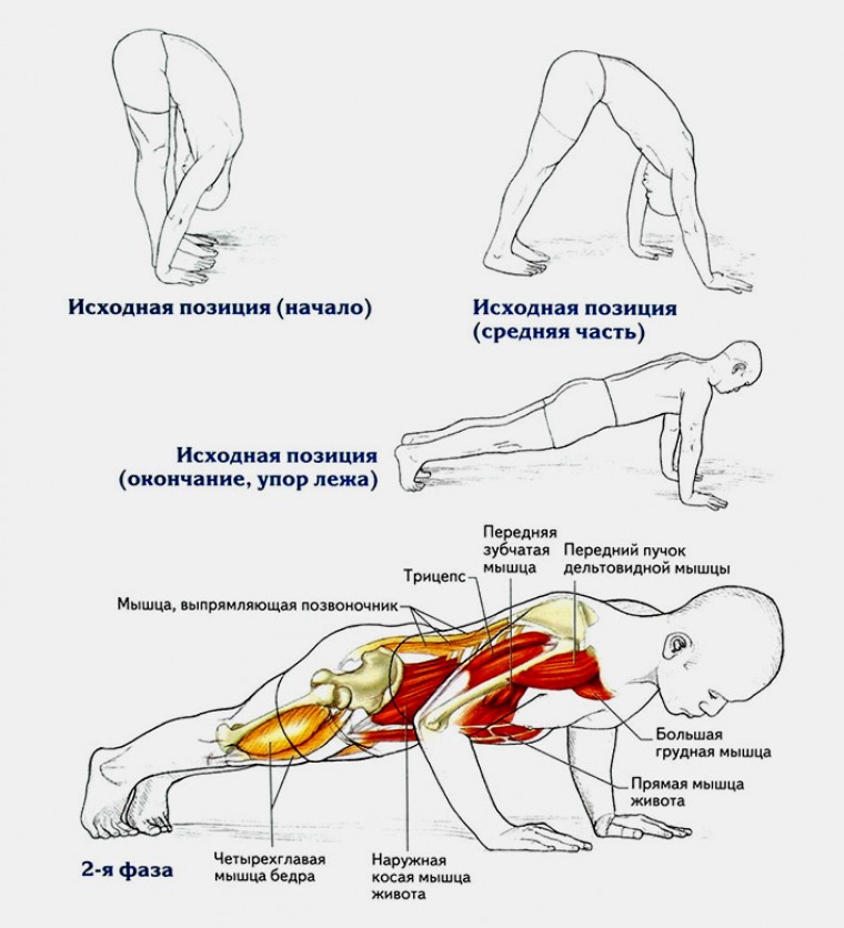 Техника выполнения отжиманий