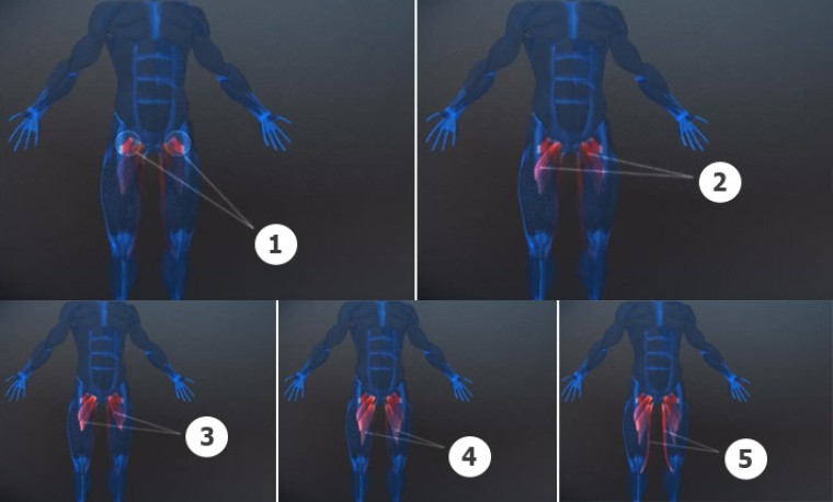Анатомия приводящих мышц