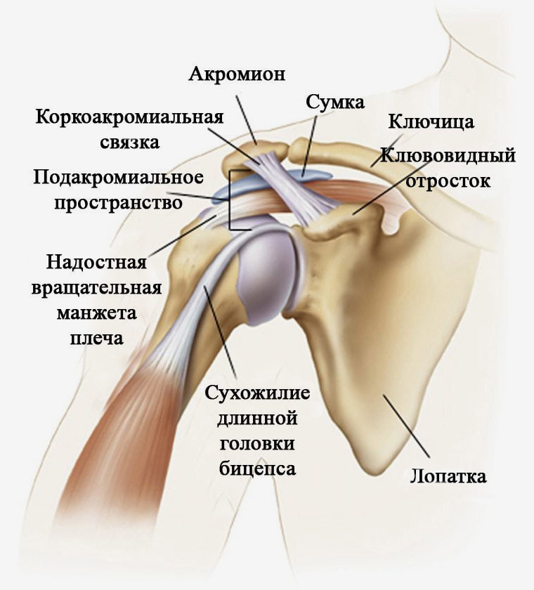 Строение и функция плечевого сустава